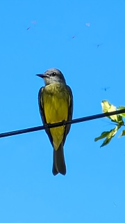 Yellow Bird